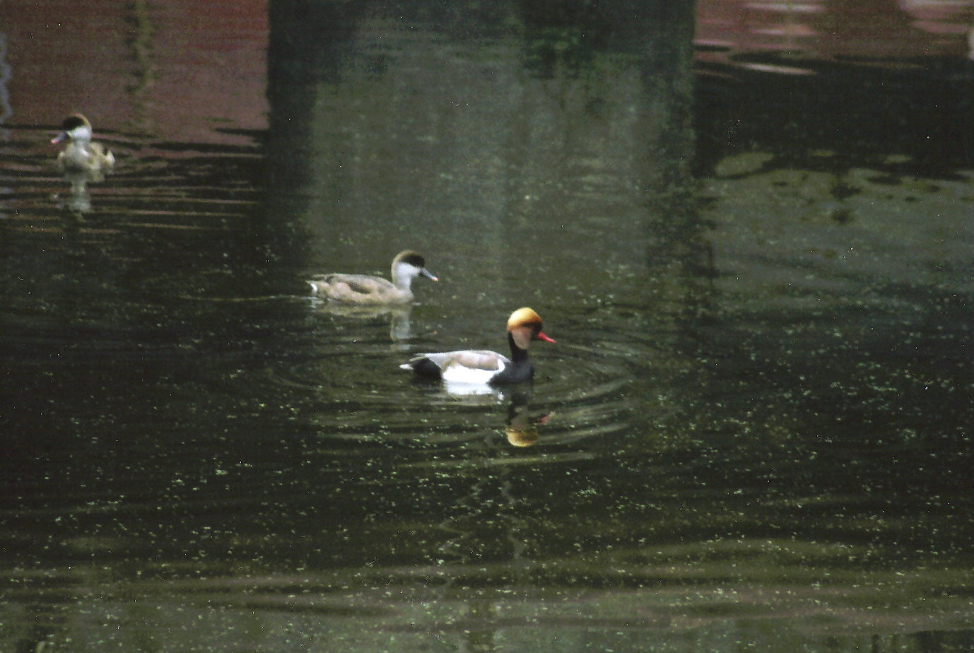 facciamo un giro in pineta?